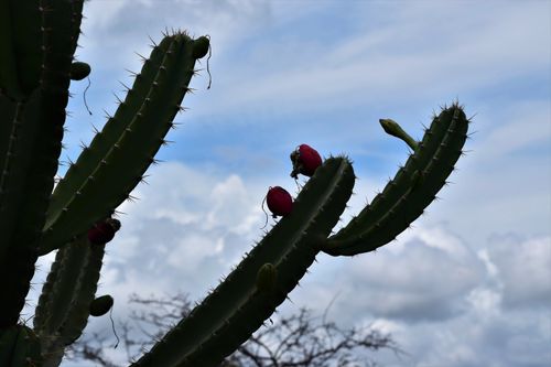 Free FLOR 14 Stock Photo