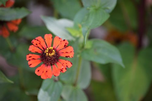 Free FLOR 18 Stock Photo