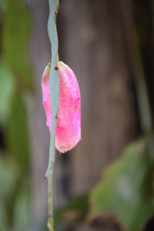 Free FLOR 15 Stock Photo