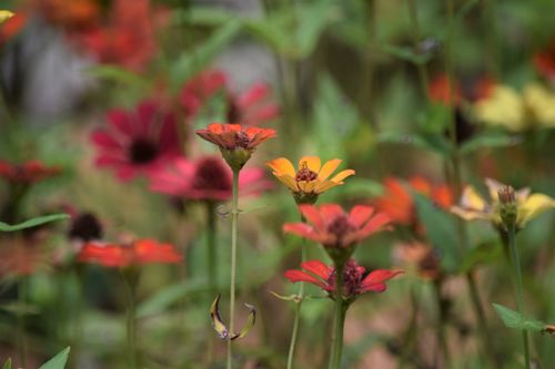 Free FLOR 19 Stock Photo