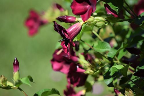 Free FLOR 17 Stock Photo