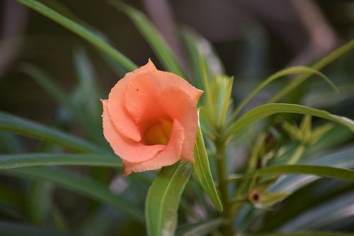 Free FLOR 21 Stock Photo