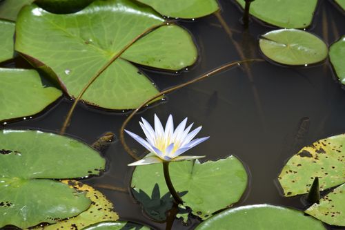 Free FLOR 22 Stock Photo