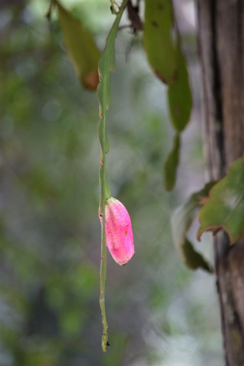 Free FLOR 16 Stock Photo