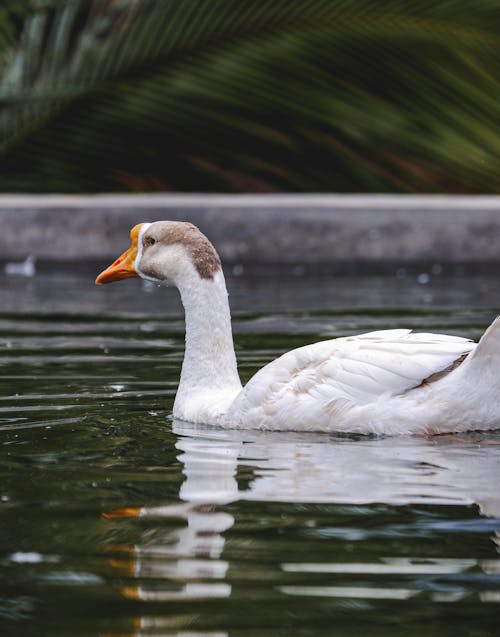 White Swan on Water