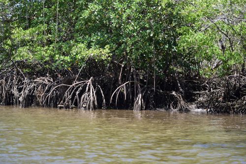 Free MANGUE 1 Stock Photo