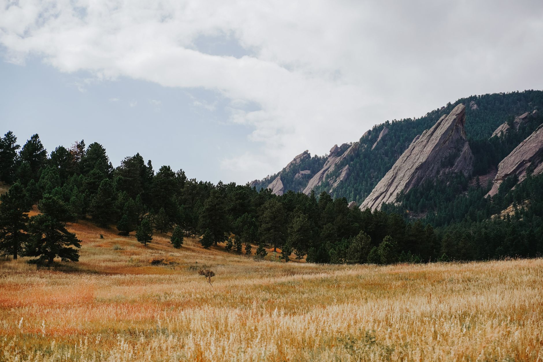 Lush grass field with pine trees and striking mountains under a cloudy sky.