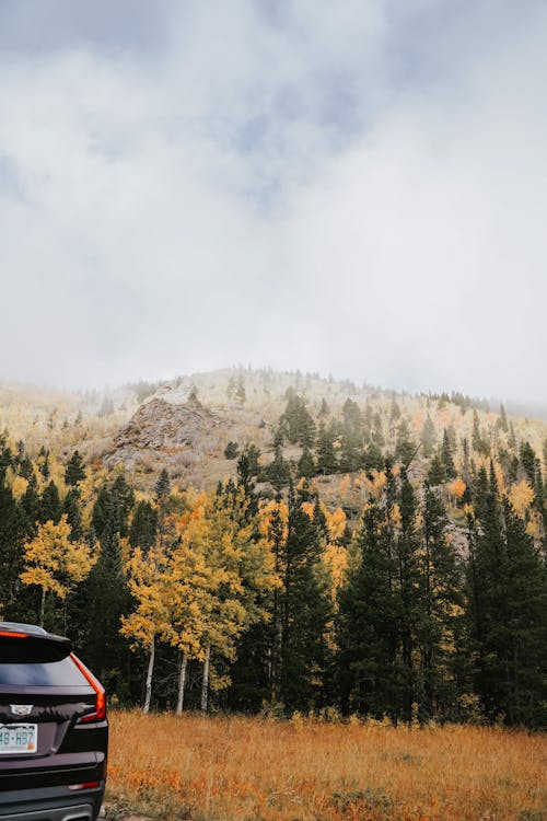 Green and Yellow Trees Near a Mountain Under a Cloudy Sky