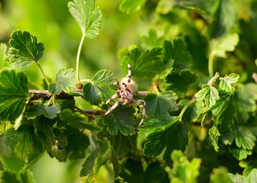 Free Detailed image of an Araneus quadratus spider on vibrant green leaves, showcasing nature's intricate beauty. Stock Photo