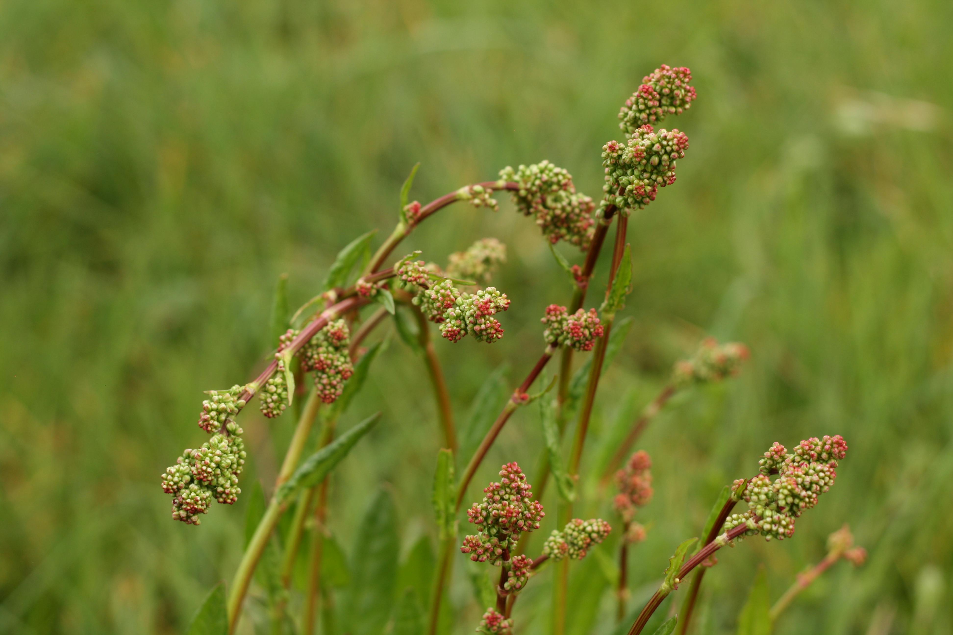 Free stock photo of green, plants, seeds