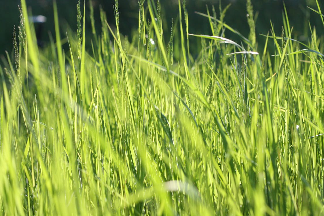 grátis Green Grass Field Foto profissional
