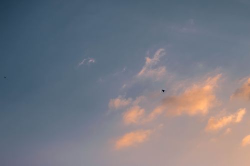 Free Tranquil sunset sky with soft clouds and a bird silhouette flying across. Stock Photo