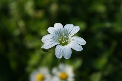бесплатная Белый цветок с лепестками в селективной фокусировке Стоковое фото