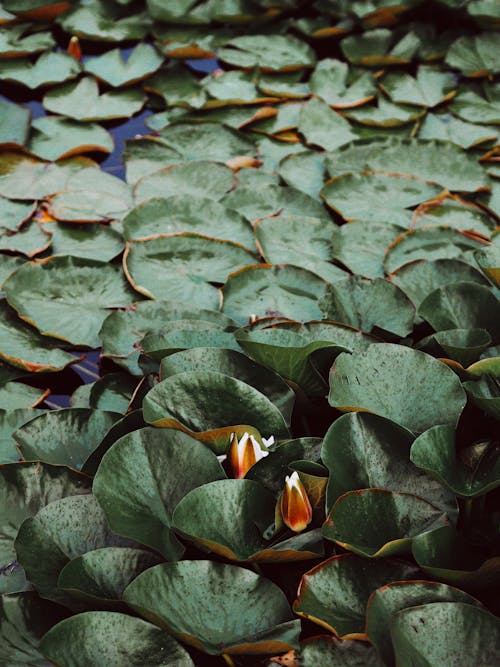 Photos gratuites de feuillage, feuilles vertes, flotter