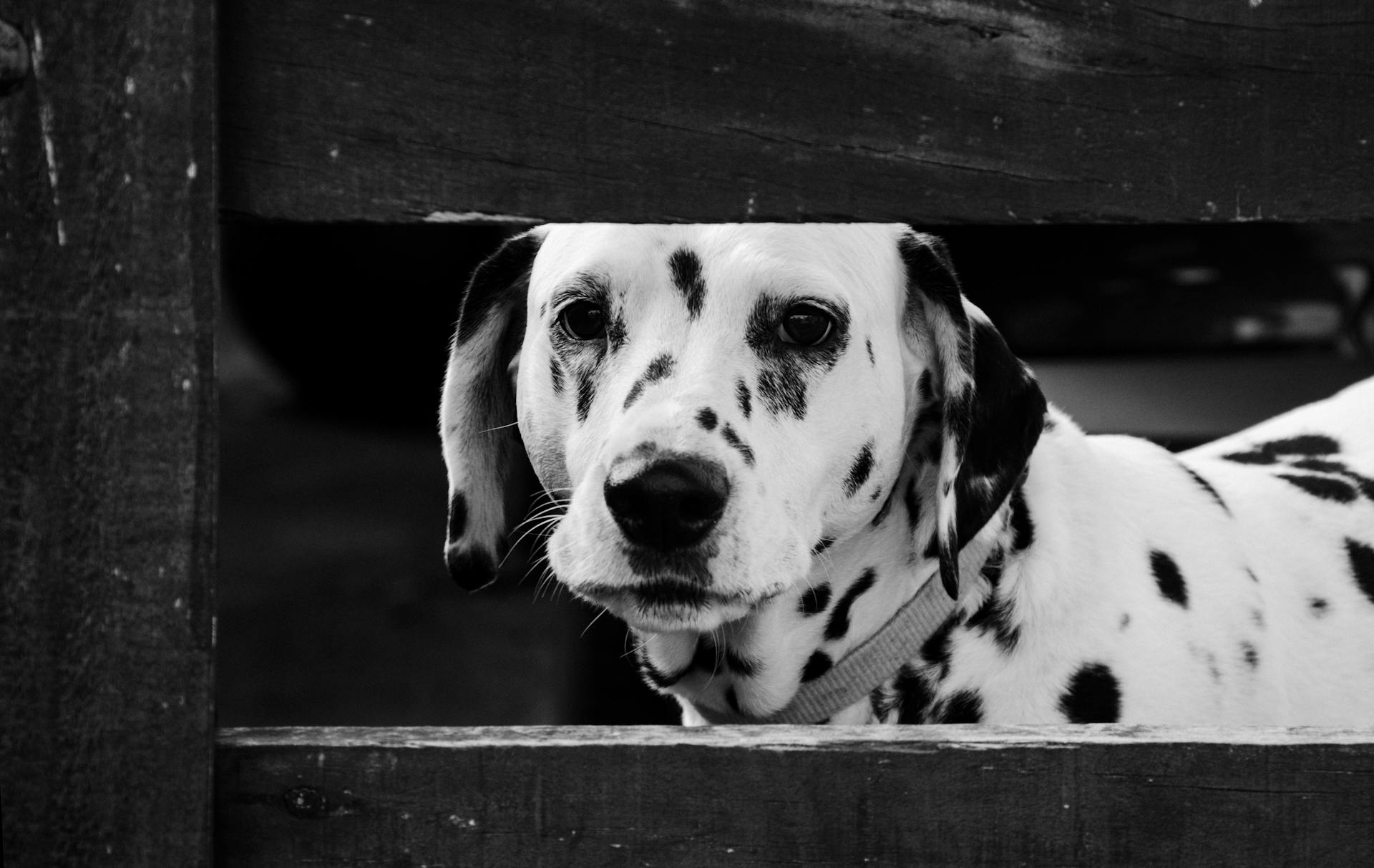 Black and White Photography of a Dalmatian Behind Wooden Cage