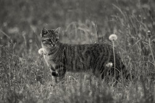 Grayscale Photo of Short Furred Medium Size Cat on the Grass and Flowers