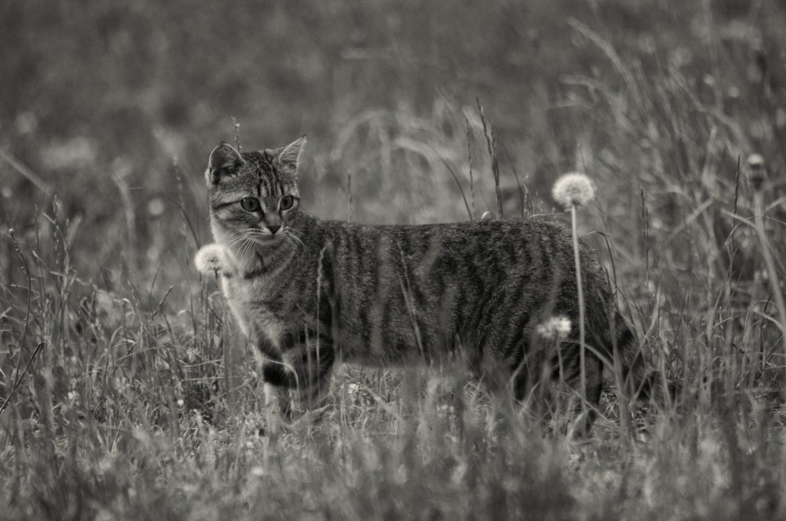 Ücretsiz çim Ve çiçekler üzerinde Kısa Kürklü Orta Boy Kedi'nin Gri Tonlamalı Fotoğrafı Stok Fotoğraflar