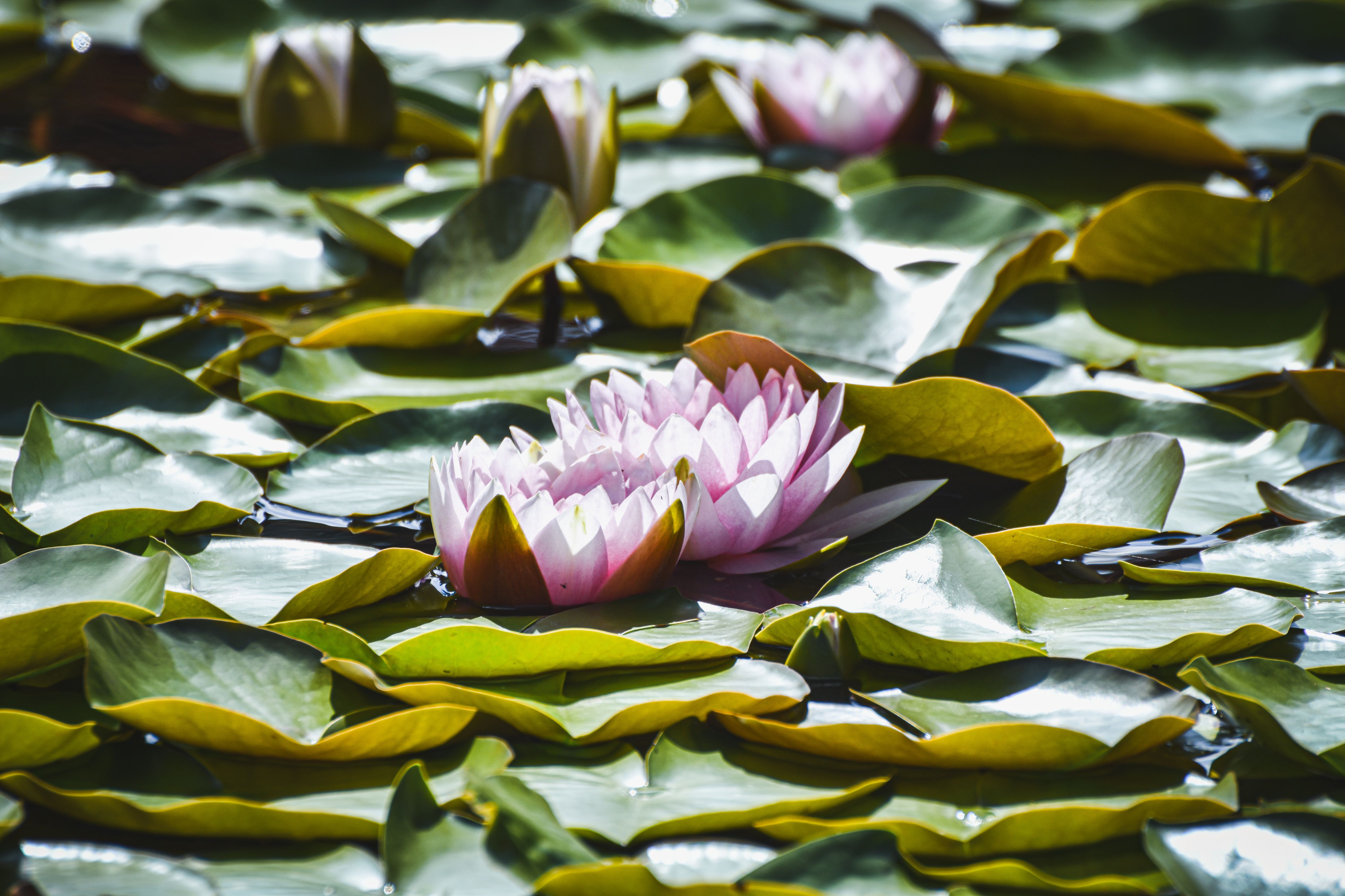 A Pink Flower Surrounded with Green Leaves Floating on Water · Free ...