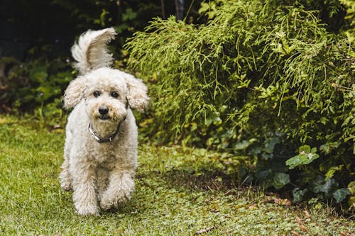 A White Poodle on Green Grass Field
