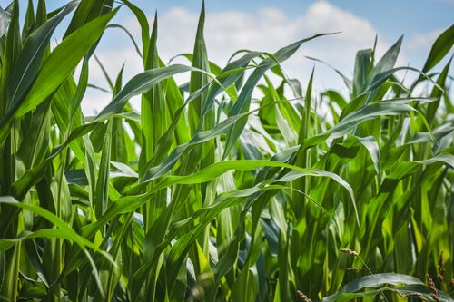 Free Close-up of lush green cornfield with blue sky backdrop, perfect for agricultural themes. Stock Photo