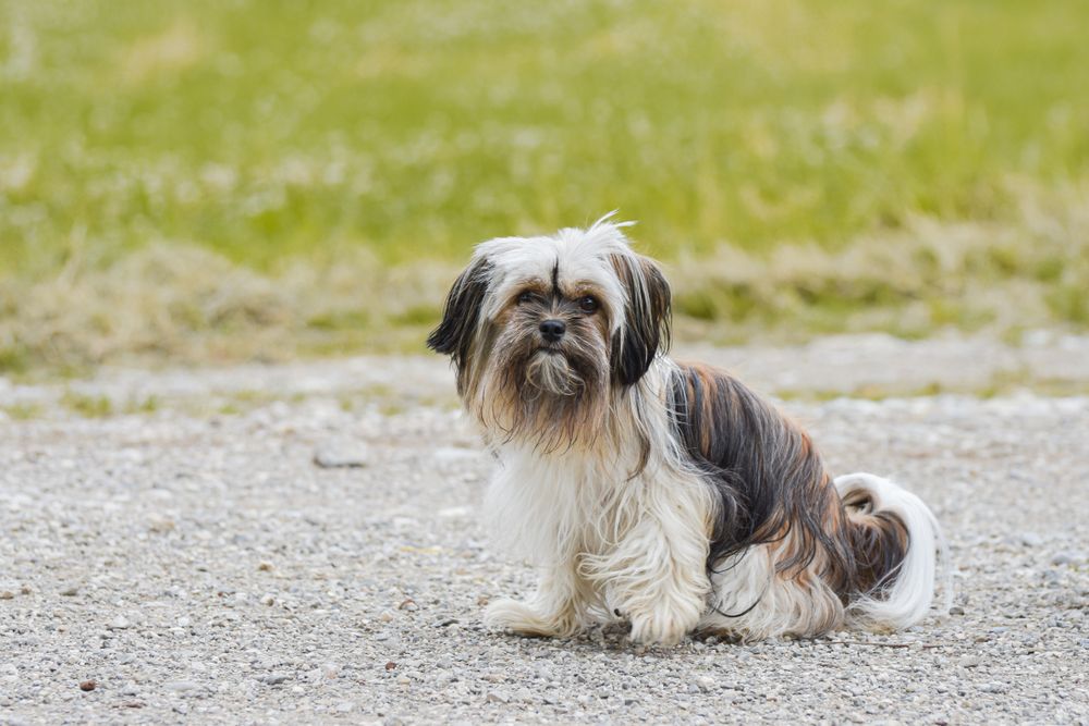 Shih Tzu, photo 5