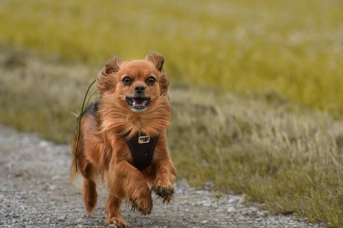 Free A happy long-haired dog running energetically in a field on a sunny day. Stock Photo