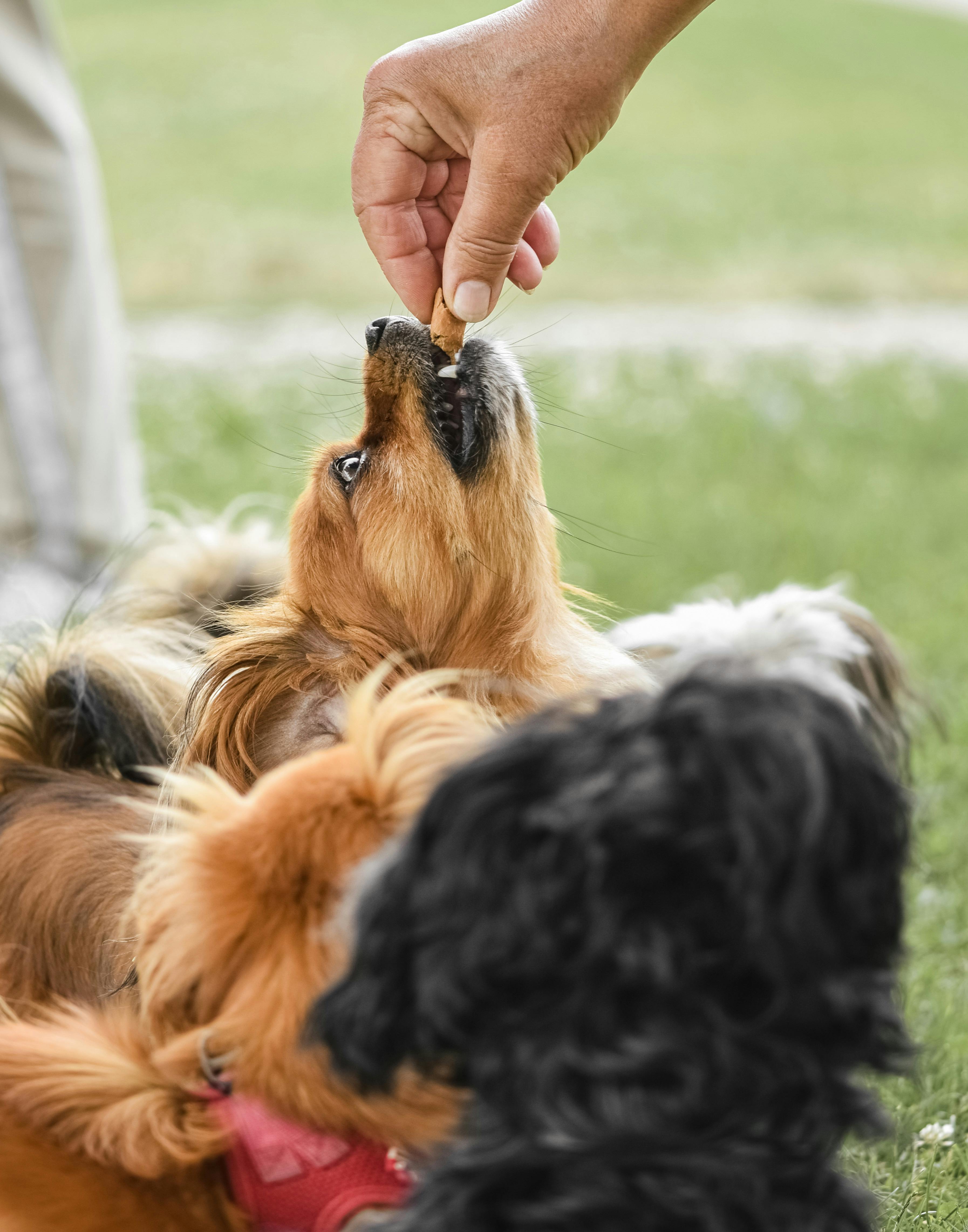 A happy dog receiving liver treats during training