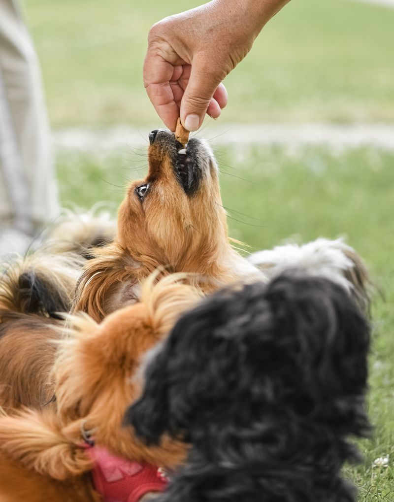 Person hand-feeding treats to small dogs on grass — the reward moment that makes potty training click