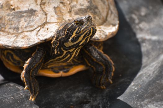 turtle photo