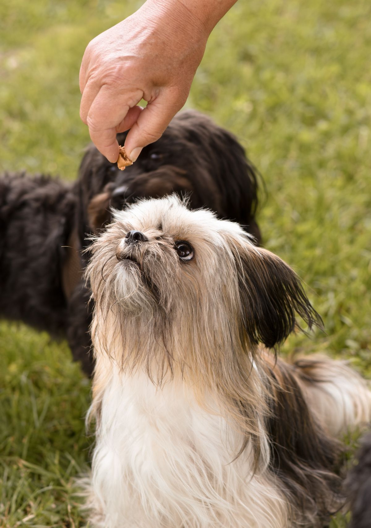 Dog looking up attentively at its owner during a training moment outdoors