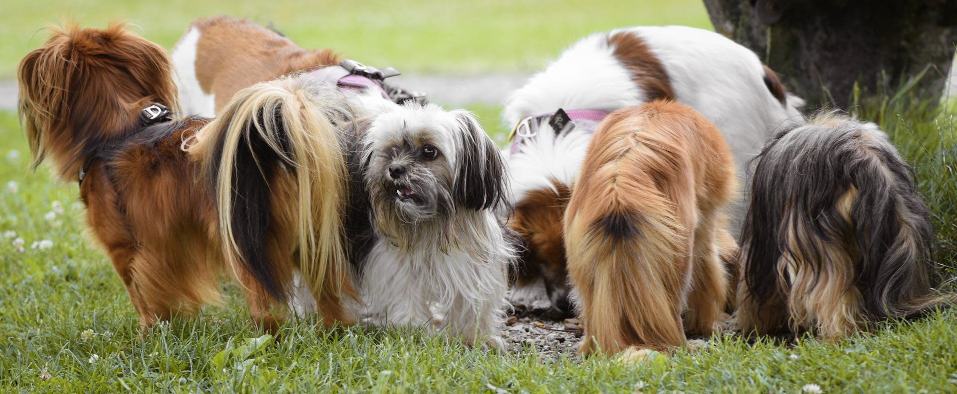 Des chiots à poils longs dans un champ d'herbe