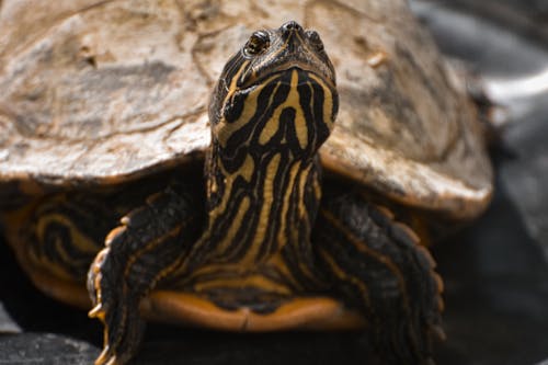 Free Close-up of a Turtle's Head Stock Photo