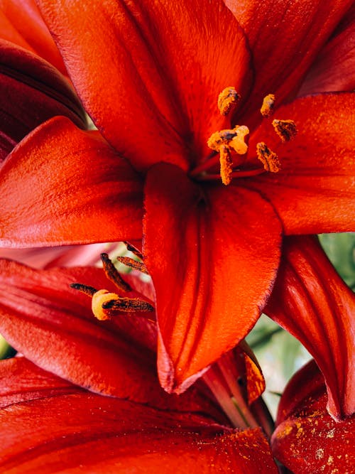 bitki örtüsü, canlı, Çiçek açmak içeren Ücretsiz stok fotoğraf