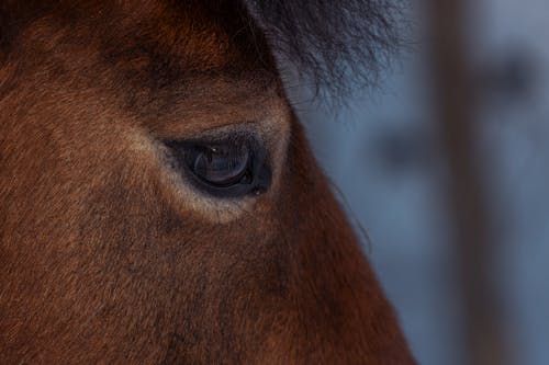 Foto profissional grátis de animal, cavalo castanho, criação de gado