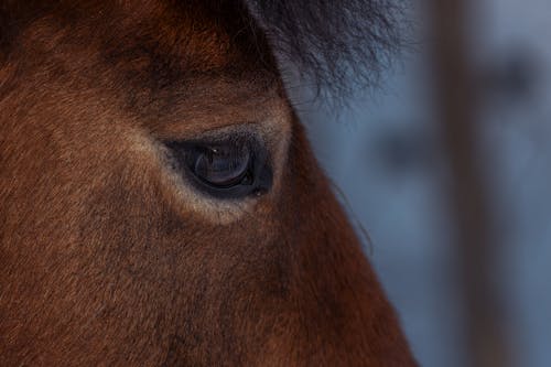 Ilmainen kuvapankkikuva tunnisteilla eläin, harja, karja