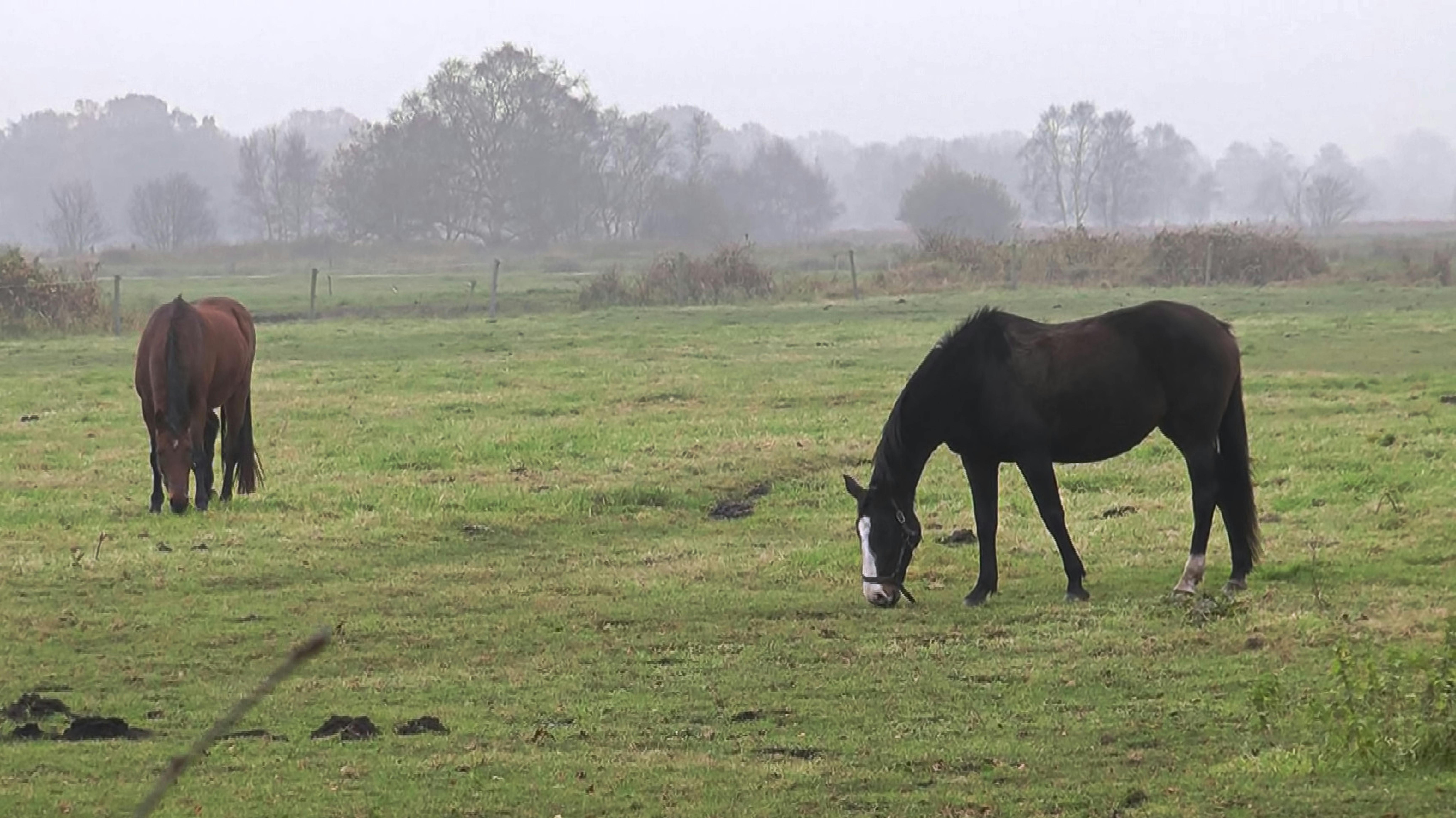 Free stock photo of fog, horses, paddock