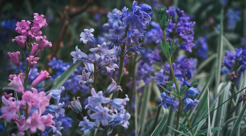 Close-up of vibrant bluebells and pink flowers in a UK spring garden.