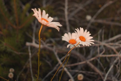 아름다운 꽃, 일몰 빛의 무료 스톡 사진
