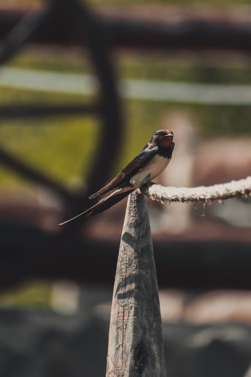 swallow sitting on string