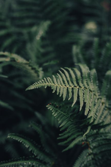A detailed close-up of lush green fern leaves with a blurred background.