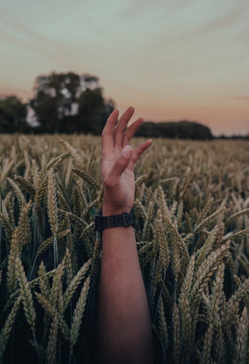 Person Wearing Black Watch on Wheat Field