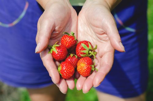 Free Close-up of fresh strawberries held in open hands, symbolizing natural and healthy living. Stock Photo