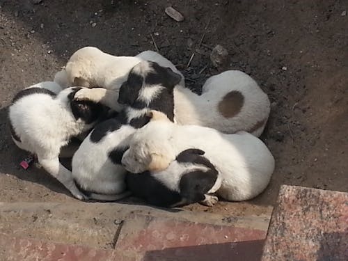 Free stock photo of new born pupies Stock Photo