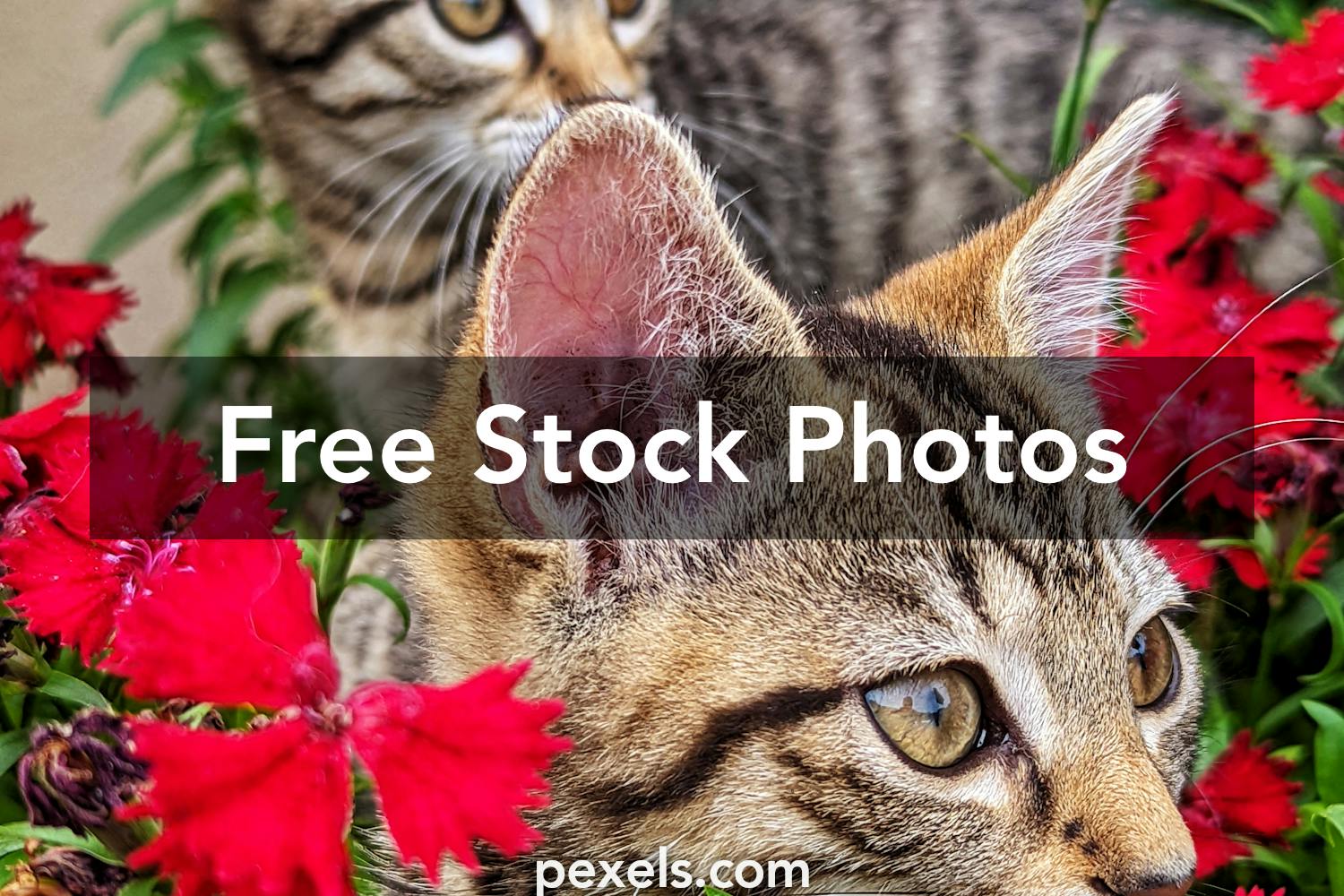 Cats Flowers Photos, Download The BEST Free Cats Flowers Stock Photos ...