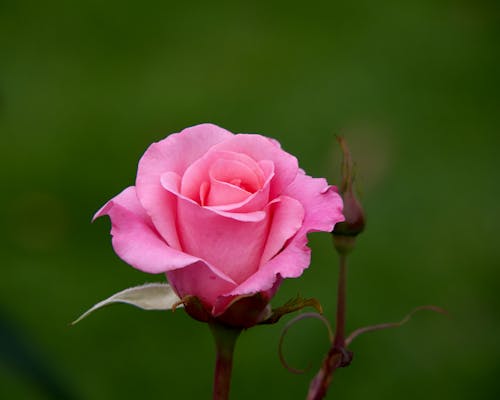Ingyenes stockfotó közelkép, növényvilág, rózsaszín rózsa témában