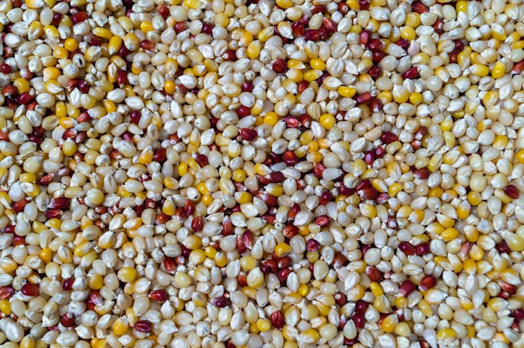 Close-Up Photo Of Corn Grain Kernel