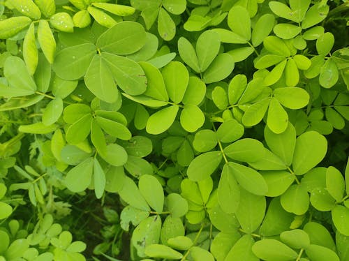 Foto profissional grátis de depois da chuva, folha verde, folhas verdes