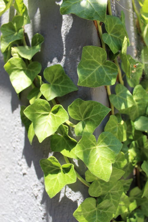 Climbing Common Ivy on Concrete Wall