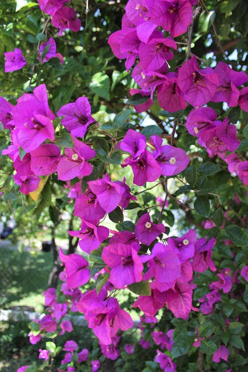 Close-Up Photo of Purple Flowers