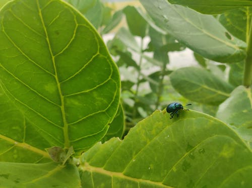 Foto profissional grátis de aventura na floresta, beleza da natureza, depois da chuva